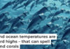 As ocean temperatures rise during El Niño, fish can find themselves in hot water. Geoff Trodd/Unsplash